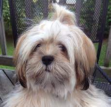 Best food for lhasa apso: 39 Baby Ginger Dogs Ideas Dogs Lhasa Apso Lhasa
