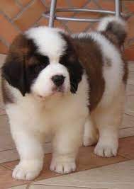 Saint Bernard Cute Dogs Dogs And Puppies Cute Baby Animals