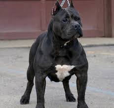Is Your Pup A Strong Chewer Get Your Monthly Bullymake Box For Your Bully Click Here For Details Pitbull Dog Black Pitbull Pitbulls