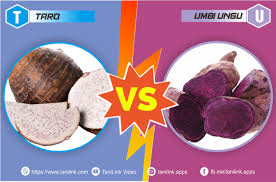 Maybe you would like to learn more about one of these? Sama Sama Berwarna Ungu Taro Bukan Ubi Ungu Tanilink