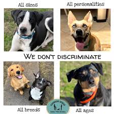 Image result for tbn:ANd9GcT9GTDvoeZslbTfRgc9SbtLfmHl15TvbB2vJ134_7_XnofUBeY3skxFMC8:https://www.doglife.sitew.com/fs/Root/5vdf8-5615663_chien_malade_sur_le_c_t_et_sur_fond_blanc.jpg