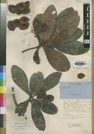 Image result for Terminalia brachystemma ×  sericea