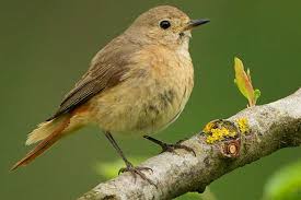 Der Gartenrotschwanz Nabu Gartenrotschwanz Vogel Des Jahres Vogel Im Garten