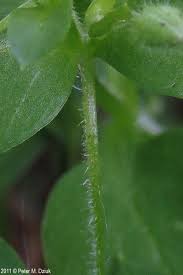 Image result for Stellaria mannii