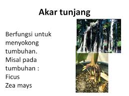 Maybe you would like to learn more about one of these? Struktur Fungsi Tumbuhan Ppt Download