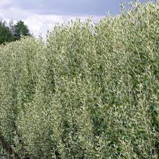 Image result for Olearia