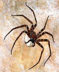 The giant huntsman spider is huge, but not deadly to humans. Giant Huntsman Spider Wikipedia