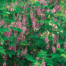 Image result for Indigofera emarginella