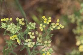 Image result for Eschenbachia stricta