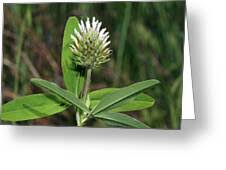 Image result for Trifolium squarrosum
