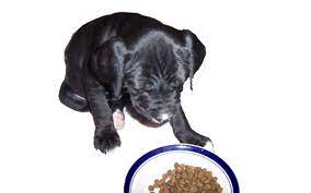 Puppy Mush And Puppy Gruel Recipes For Weaning Puppies Dog Discoveries