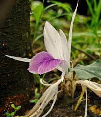 Image result for Siphonochilus kilimanensis