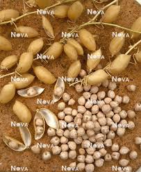 Image result for Cicer arietinum