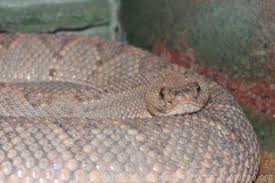 Aruba rattlesnake, aruba island rattlesnake, cascabel (papiamento). Aruba Island Rattlesnake