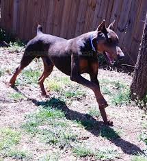 Owners of puppies not getting cropped can take puppies home at 8 weeks of age, but no earlier. 31 Hq Images European Doberman Puppies For Sale Florida Doberman Puppies For Sale Home Facebook Viagra Erection 75b