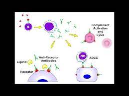 Pin By Immunomedia On Lab Practical Pics Hypersensitivity Allergies Mind Body Spirit