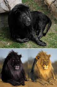 In Recent Weeks Two Very Stunning Black Lion Photographs Have Been Circulating Online Why They Attract Such Interest Melanistic Animals Scary Animals Animals