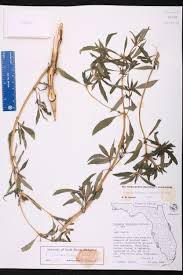 Image result for Flaveria trinervia