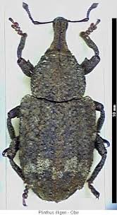 Image result for Plinthus