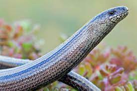 Eine blindschleiche ist eine echse. Reptil Des Jahres 2017 Die Blindschleiche Nabu
