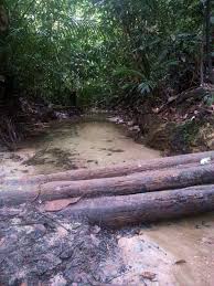Dengan penuh kesadaran akhirnya aku menjadi wanita simpanan pak toyo di luar pengetahuan ibuku. Hutan Simpan Ayer Hitam Puchong Ayer Hitam Forest Reserve Puchong Mapio Net