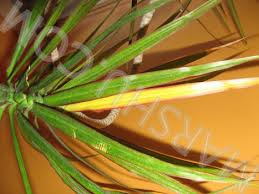 Maybe you would like to learn more about one of these? Madagascar Dragon Tree Care Of Dracaena Marginata