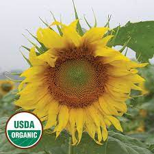 Rostov Sunflower Bloom Where Youre Planted Sunflower Flower Seeds Packets