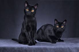 This breed is characterized by large lemon shaped eyes and very large ears. 11 Black Cat Breeds Bombay Japanese Bobtail And More