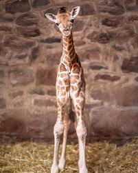 It is a drama based on the mottershead family and their dreams of opening a zoo without bars. Chester Zoo On Instagram Baby Giraffes Are Everything At Just 24 Hours Old Here S The Very First Pic Of Orla S Little Calf Wilde Tiere Tiere Bilder