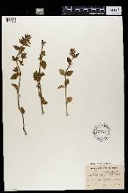 Image result for Justicia protracta