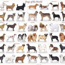 dogs of the world popular breeds chart poster 36 x 24