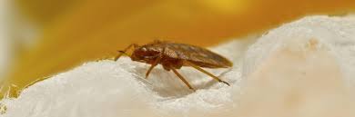 Bed bug pest control treatments in san diego, orange county, los angeles and the inland empire provided by the bed bug control bed bug treatments. Bedbugs Treatment By Red Dirt Pest Control