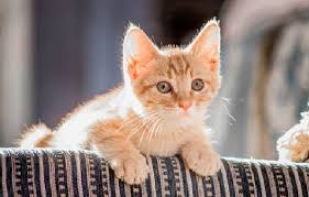 Banyakkan membaca artikel tentang kucing. 5 Fakta Menarik Tentang Kucing Kampung