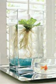 Line the barrel with plastic or the rotting wood may damage your plants. How To Create An Indoor Container Water Garden Container Water Gardens