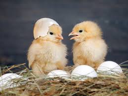 Terdapat 248 penyuplai telur tetas ayam broiler, sebagian besar berlokasi di eropa. 7 Cara Menghasilkan Doc Ayam Broiler Berkualitas Tinggi
