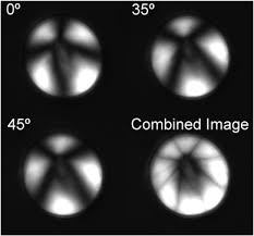 Image result for Eminia antennulifera