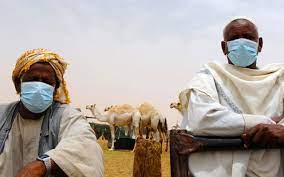 Some men of qays of kubba of bajila came to the apostle suffering from an epidemic and enlarged spleens, and the apostle told them that if they went to the. Muslim Practice Of Drinking Camel Urine Causing Huge Spike In Saudi Mers Infections Now The End Begins