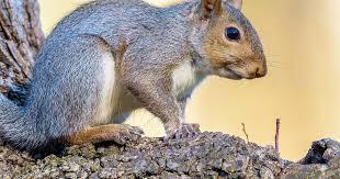 Squirrels likewise do not like garlic and black pepper smells. A Guide To What Squirrels Eat Lovethegarden