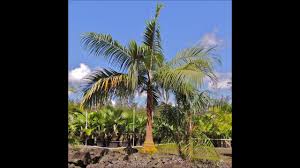 Image result for Acanthophoenix rubra