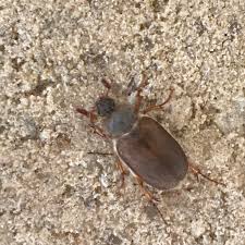 Image result for Physotrichia