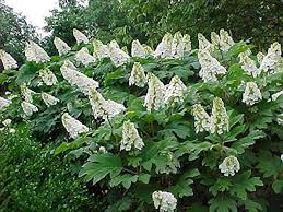 Image result for Hydrangea quercifolia