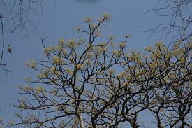 Image result for Kirkia