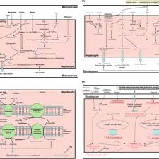Pdf Plant Based Foods As A Source Of Lipotropes For Human Nutrition A Survey Of In Vivo Studies
