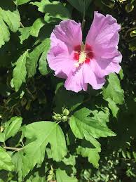 Unser Pink Bluhender Garten Hibiskus Im Juli 2018 Hibiskus Garten Pflanzen