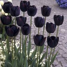 Lowe's pro supply is a leading product, services, and solutions provider in the usa for professional customers and companies in the field of maintenance, repair, and operations (mro), residential property management services, and property renovation and repairs. 12 Count Tulips Queen Of Night Bulbs Lowes Com Bulb Flowers Flowers Perennials Queen Of The Night Flower