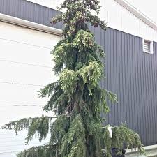 Check spelling or type a new query. Picea Omorika Pendula From Nvk Nurseries