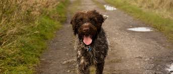 Find akc dogs & puppies in tx by local dog breeders in the lone star state. Wirehaired Pointing Griffon All About Dogs Orvis