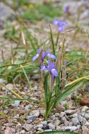 Image result for Moraea niassensis