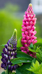 The lupine plant fixes nitrogen in the soil and is a great addition to your vegetable garden or any area where nitrogen loving. Pin On ï½‡ï½ï½'ï½„ï½…ï½Žï½‰ï½Žï½‡