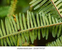 Image result for Gleicheniaceae